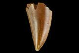 Serrated, Raptor Tooth - Real Dinosaur Tooth #124869-1